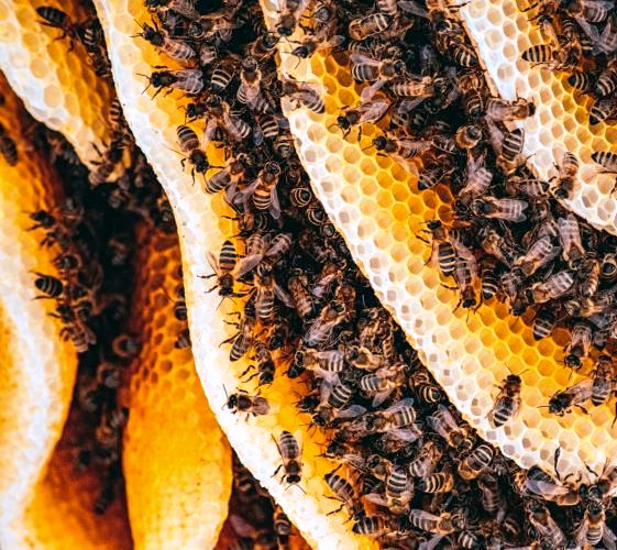 Fascinating Apis World - Bee Products and Services
